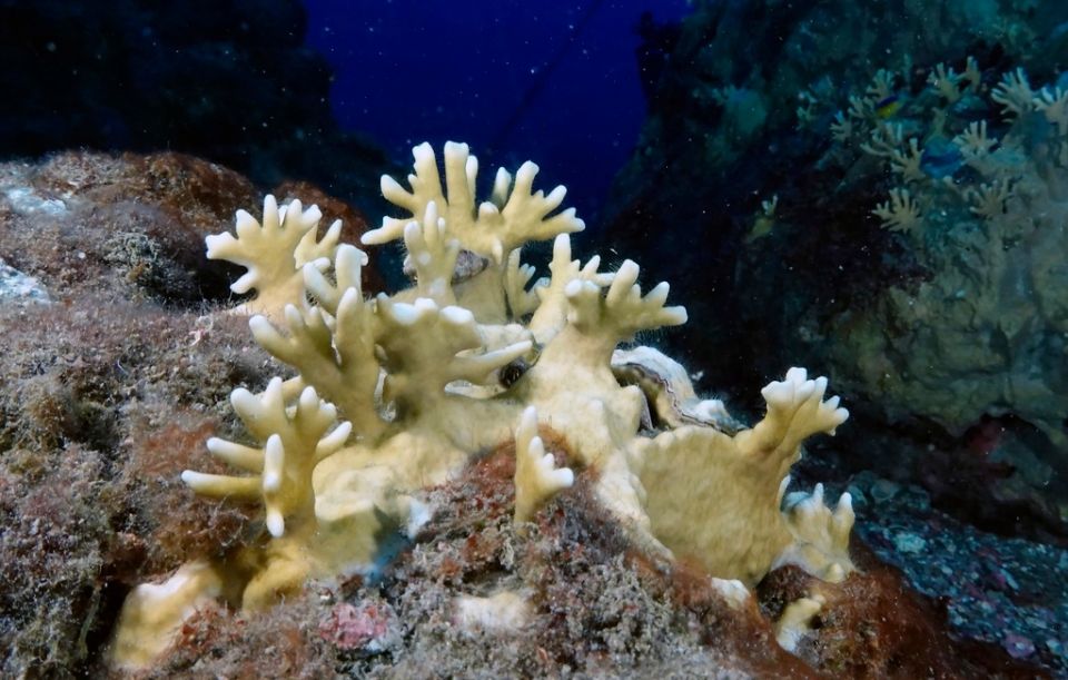 Climate Texas Coral Reefs