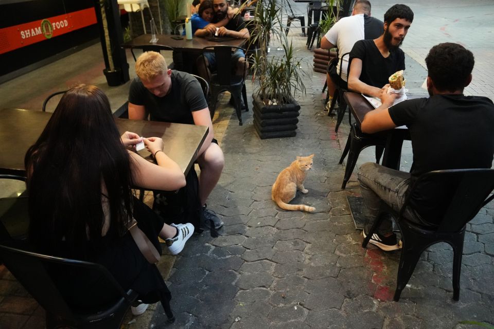 Cyprus Cats Overpopulation