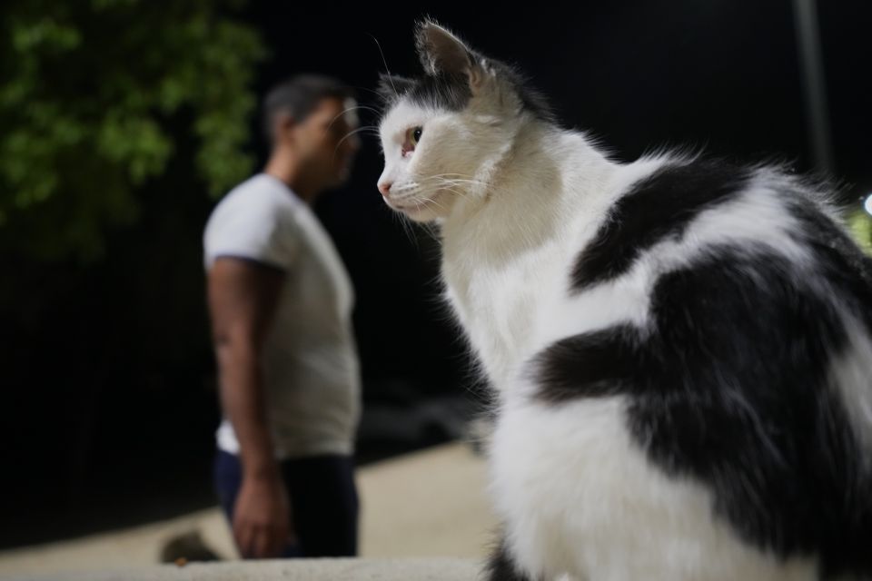 Cyprus Cats Overpopulation