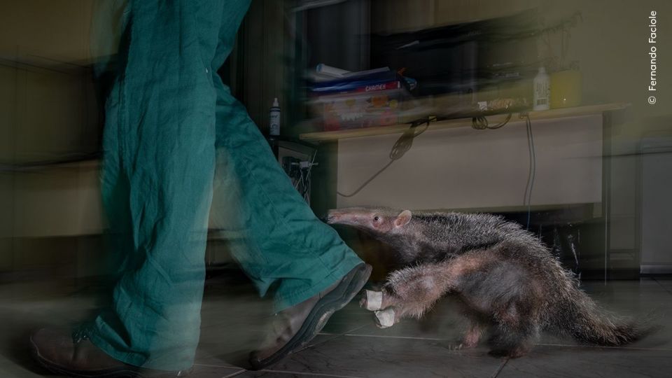 Wildlife Photographer Of The Year