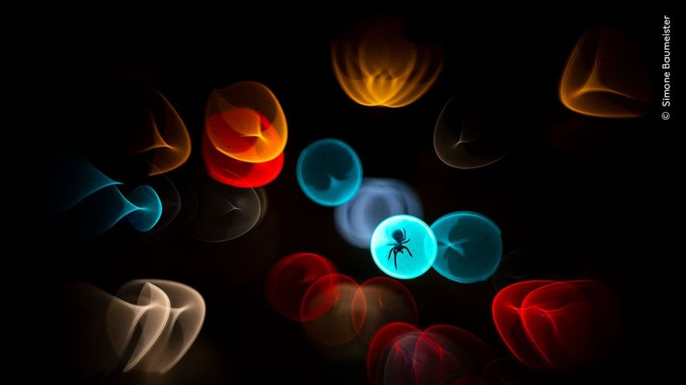 simone baumeister , wildlife