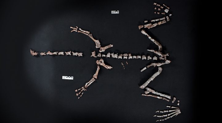 skeletos dinosavrou ΑΡΓΕΝΤΙΝΙ ΔΙΝΟΣΑΩΡΟΣ