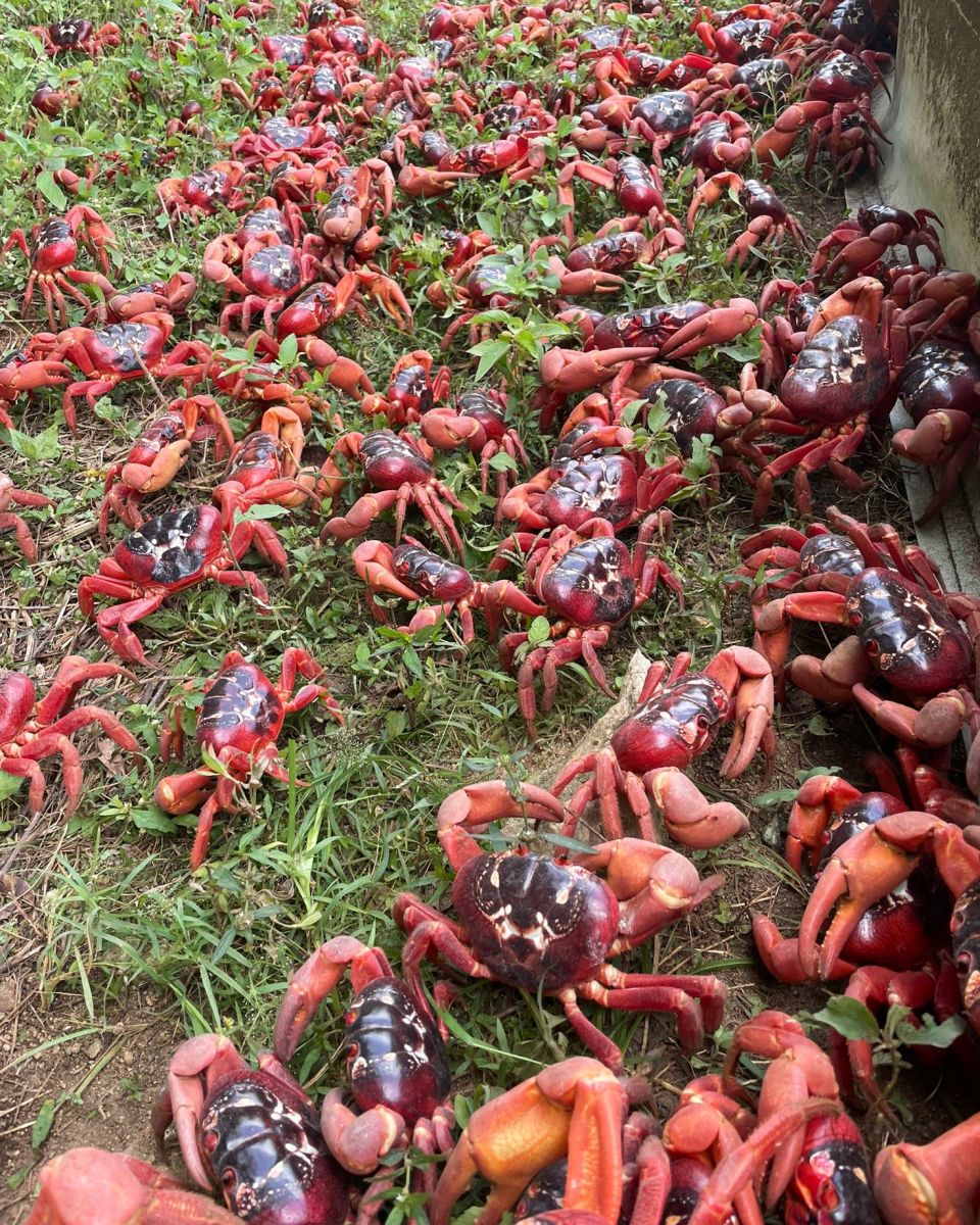 Australia Red Crabs