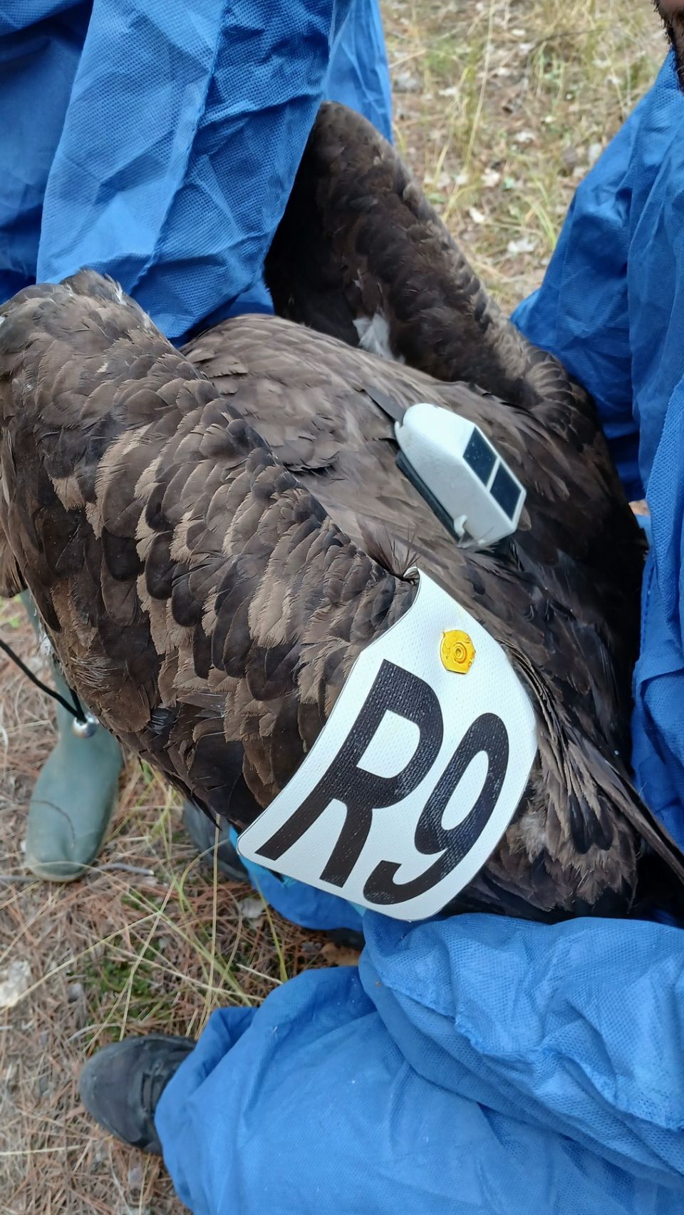 Επαναστατική Τοποθέτηση Πομπού: Ανακαλύπτοντας τους Μαυρόγυπες του Δάσους της Δαδιάς! 1 topo8ethsh-pompoy-se-mayrogypa-dadia3.jpg
