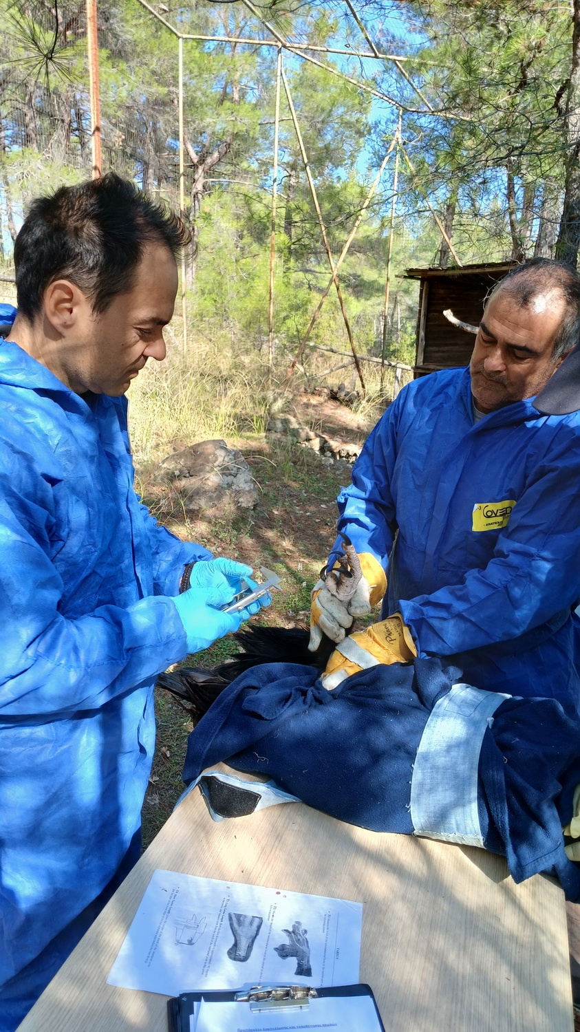 Επαναστατική Τοποθέτηση Πομπού: Ανακαλύπτοντας τους Μαυρόγυπες του Δάσους της Δαδιάς! 2 topo8ethsh-pompoy-se-mayrogypadadia2.jpg