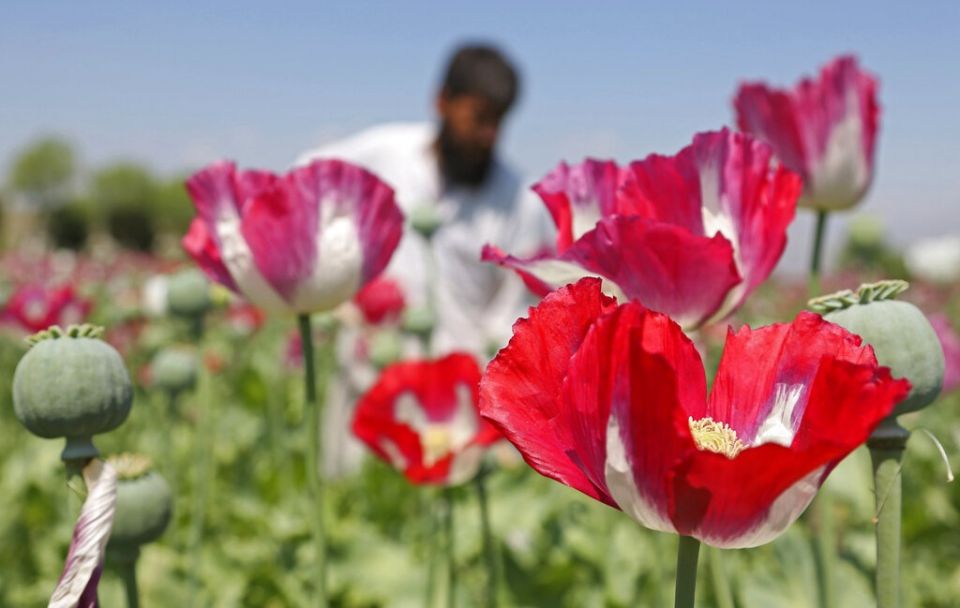 opio afghanistan 