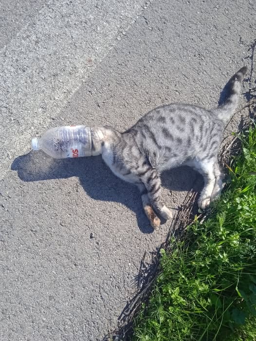 ileia kakopoihsh gatas