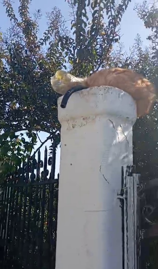 gata gates ileia mpoukali