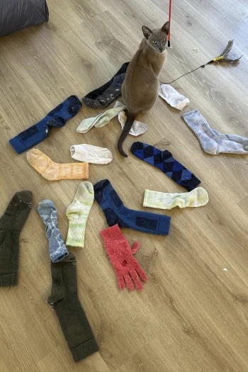 cat Leonardo da Pinchy