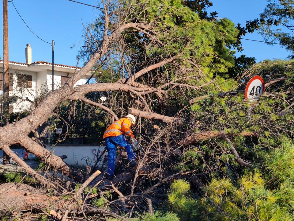 ΘΕΣΣΑΛΟΝΙΚΗ ΔΕΝΤΡΟ ΕΠΕΣΕ ΛΟΓΩ ΣΦΟΔΡΩΝ ΑΝΕΜΩΝ ΣΤΟ ΠΑΝΟΡΑΜΑ ΚΑΙ ΚΑΤΑΠΛΑΚΩΣΕ ΑΥΤΟΚΙΝΗΤΟ( ΦΩΚΑ ΛΙΑ EUROKINISSI)