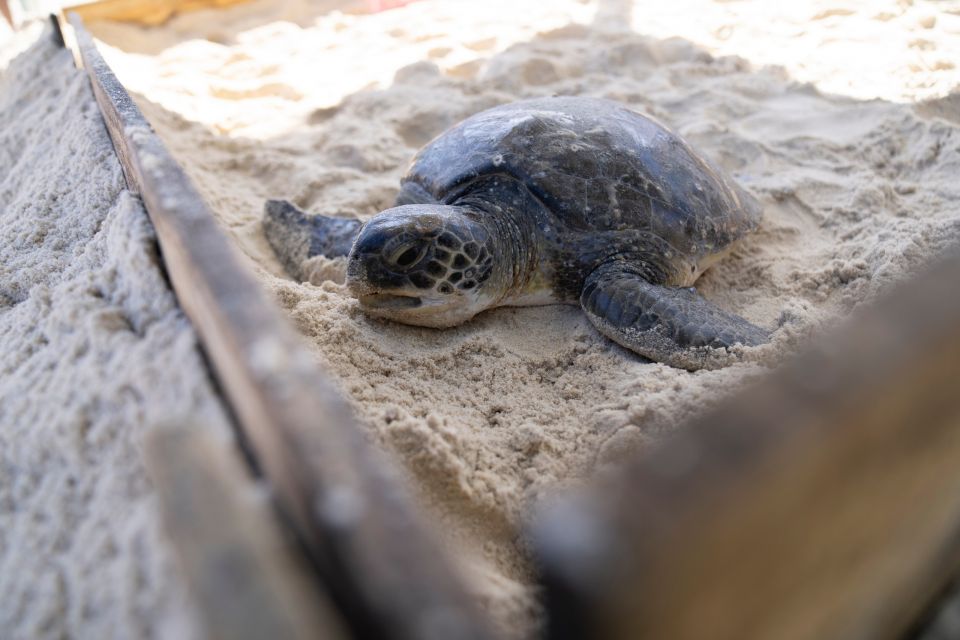 Brazil Green Sea Turtles