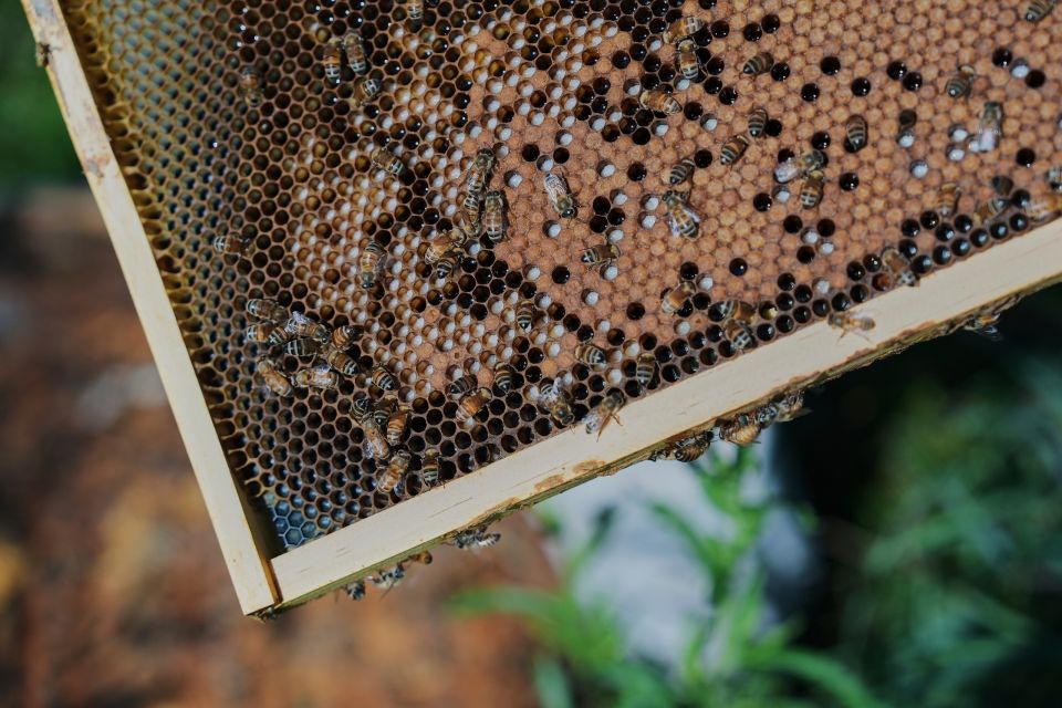 Bees, MELISSES, MELI