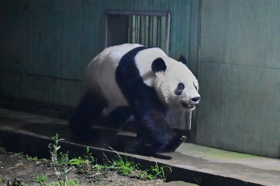 China Japan Pandas