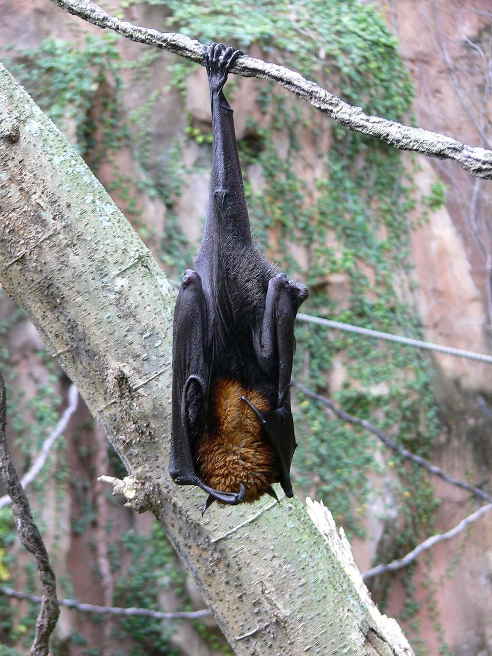 fruit bat nyxterida froutwn