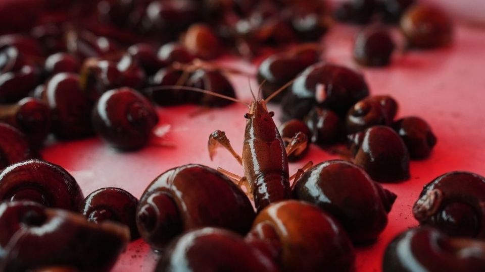  Crawfish Pests, saligkaria, karabida