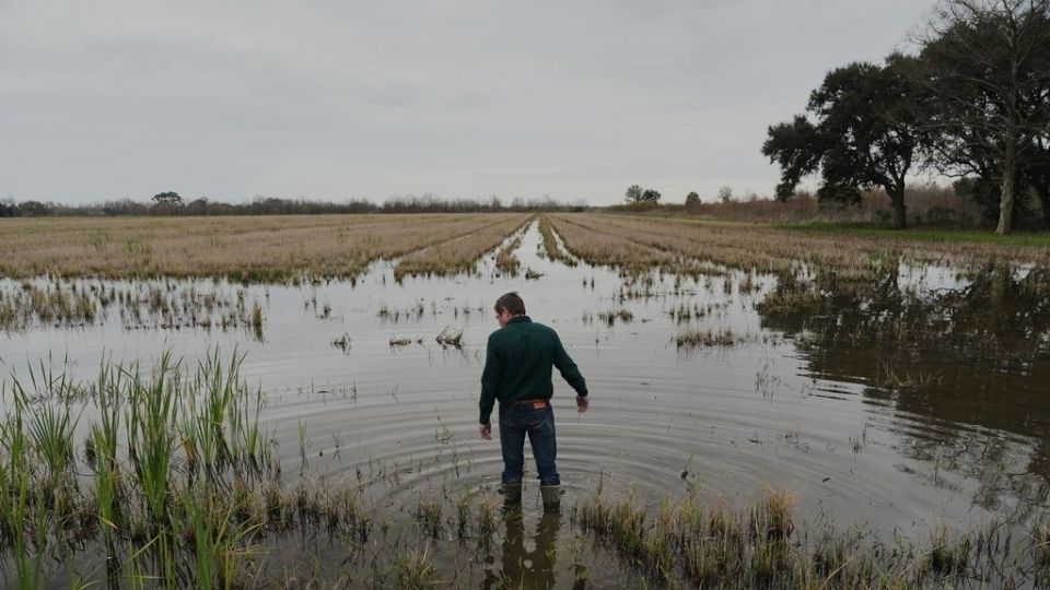 Crawfish Pests, rizi, mhlias, saligkaria