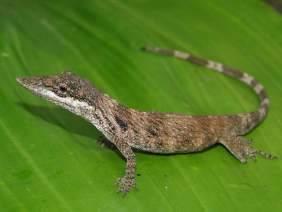 anolis-laevis.jpg