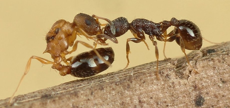 ant2.jpg