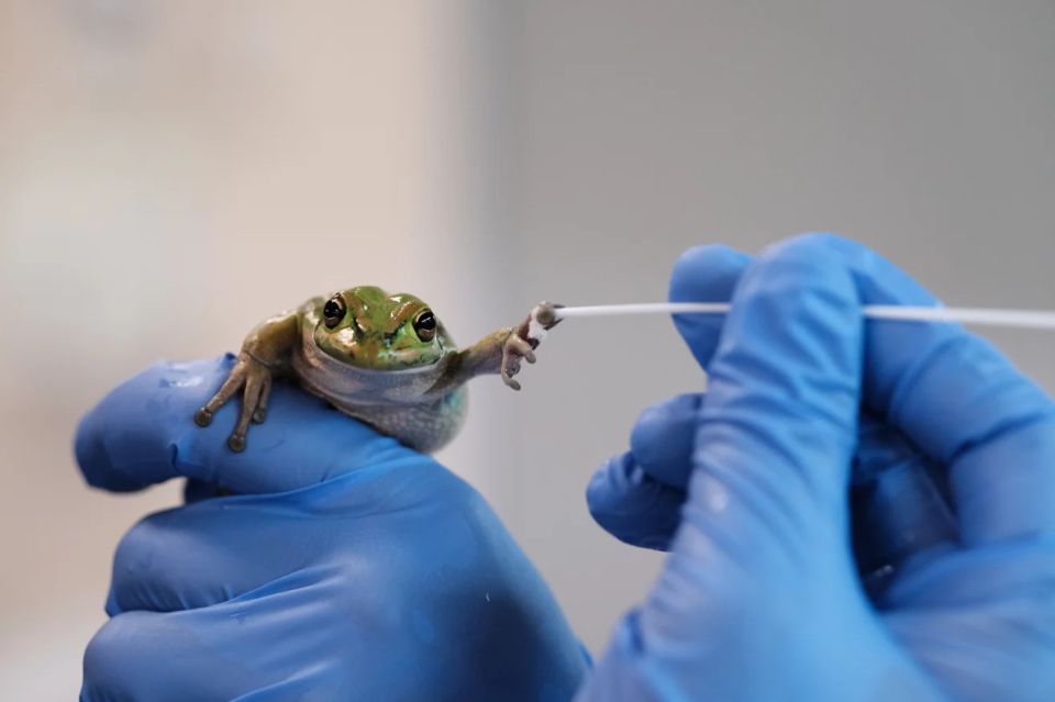 frog-being-swabbed-by-yorick-lambreghts.jpg