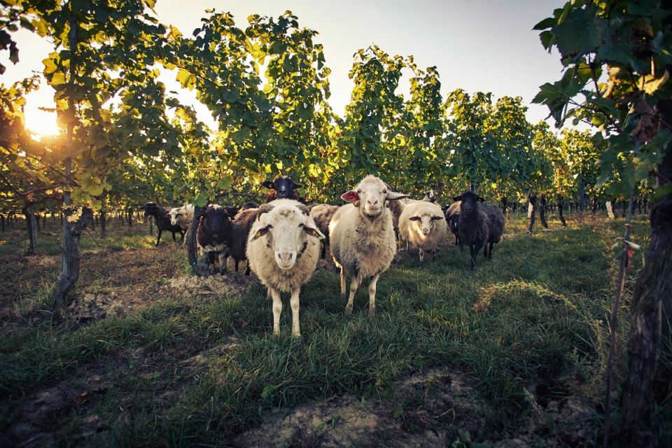 schafeweingut-loimerc-andreas-hofer.jpg