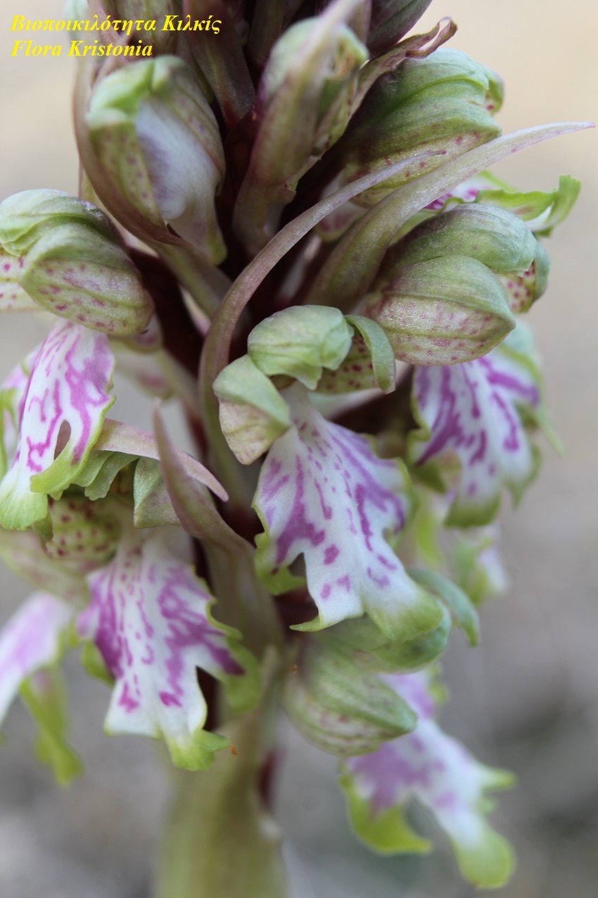 kilkis orhidea