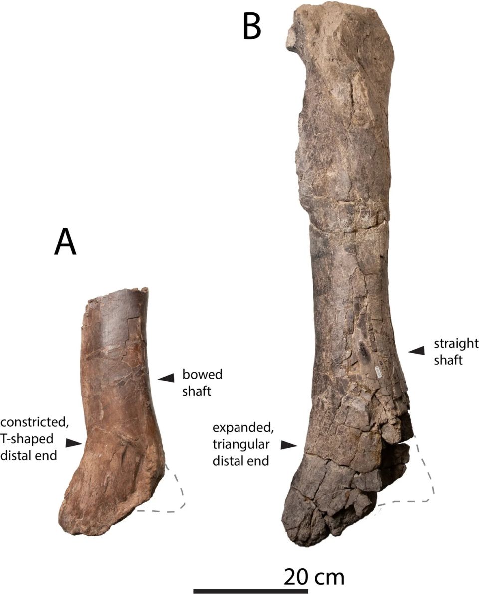 Scientific Reports / osto tyrranosaurou
