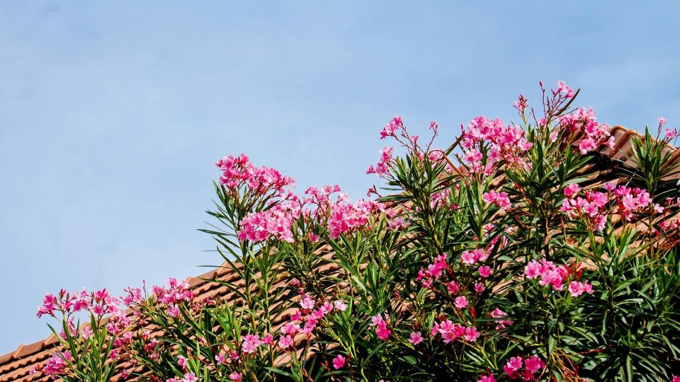 Nerium oleander, PIKRODAFNI