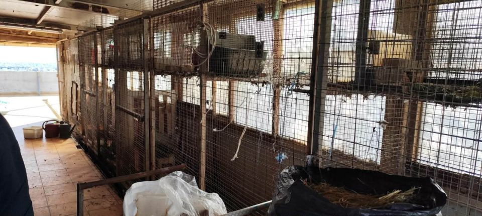 katsikes ampelokipoi abelokipoi