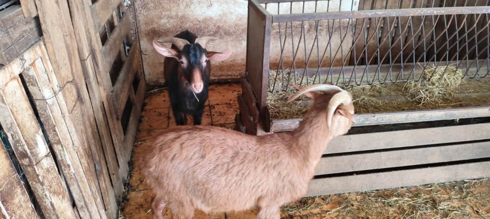 katsikes ampelokipoi abelokipoi