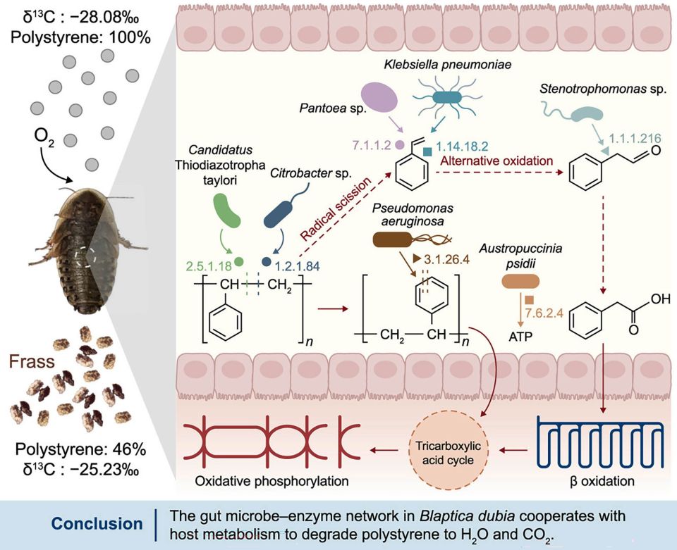 cockroachplastic-polystyrenedegradationgut-microbesscidirect1m.jpg