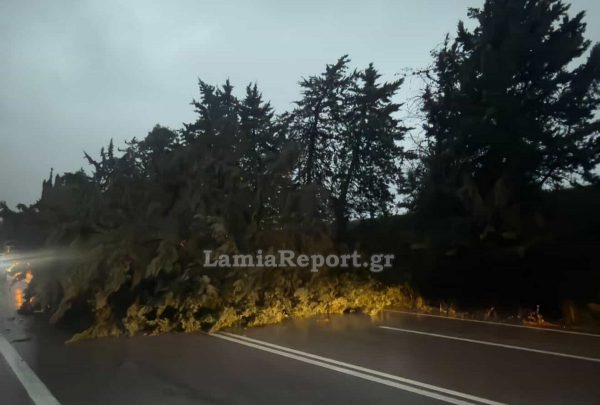 kakokaria erminio ptosi dentroy 