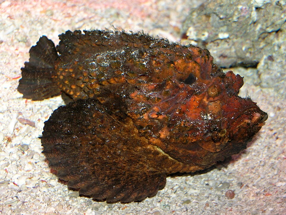 stonefish