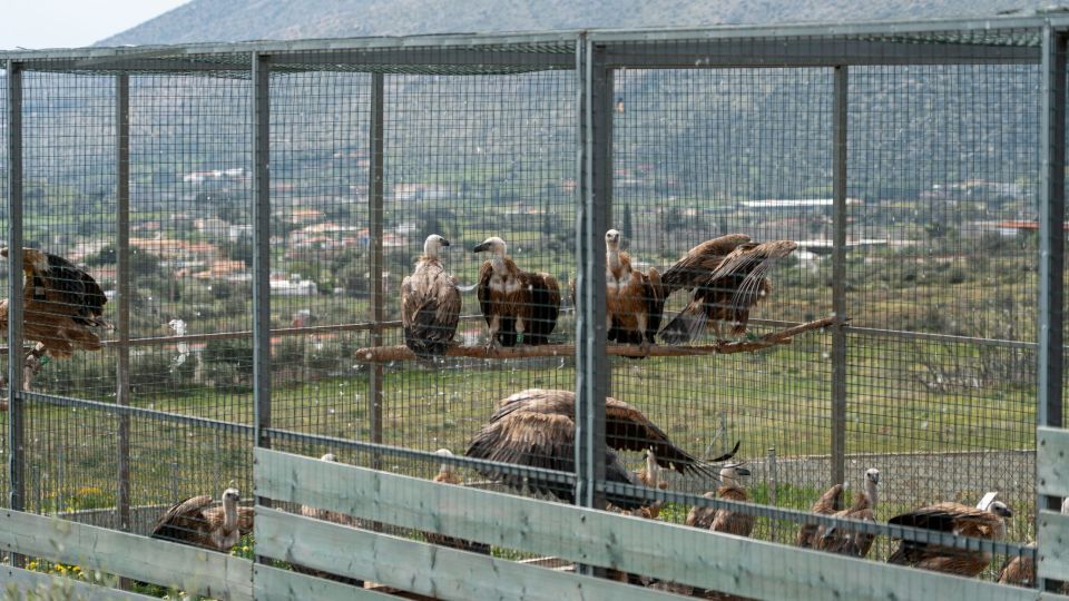 anima kaizen collective