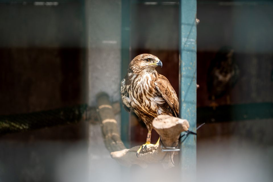 anima kaizen collective