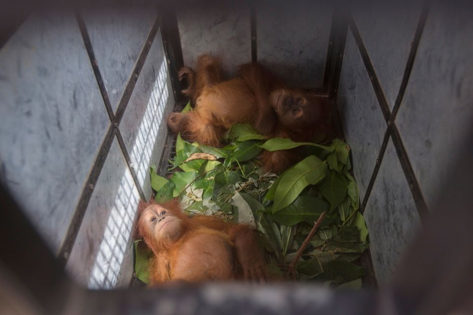 Indonesia Orangutans