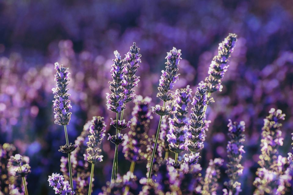 lavender levanda