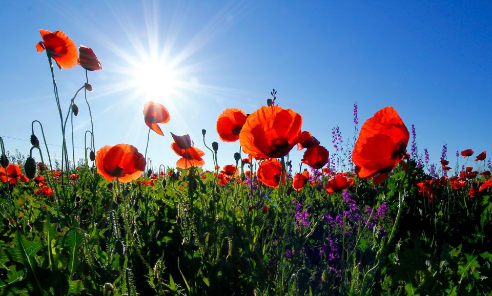 poppy paparuna