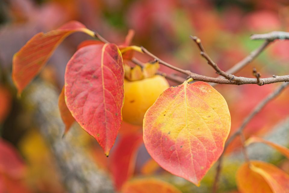lotos persimmon 