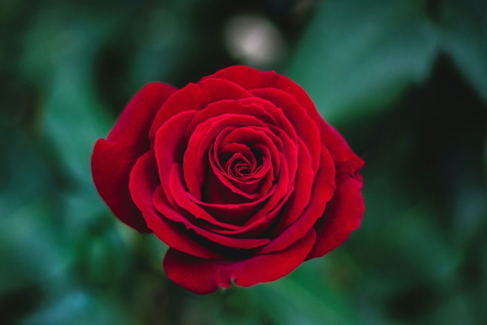 rose
