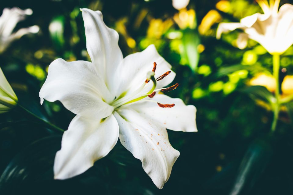 Lily krinos
