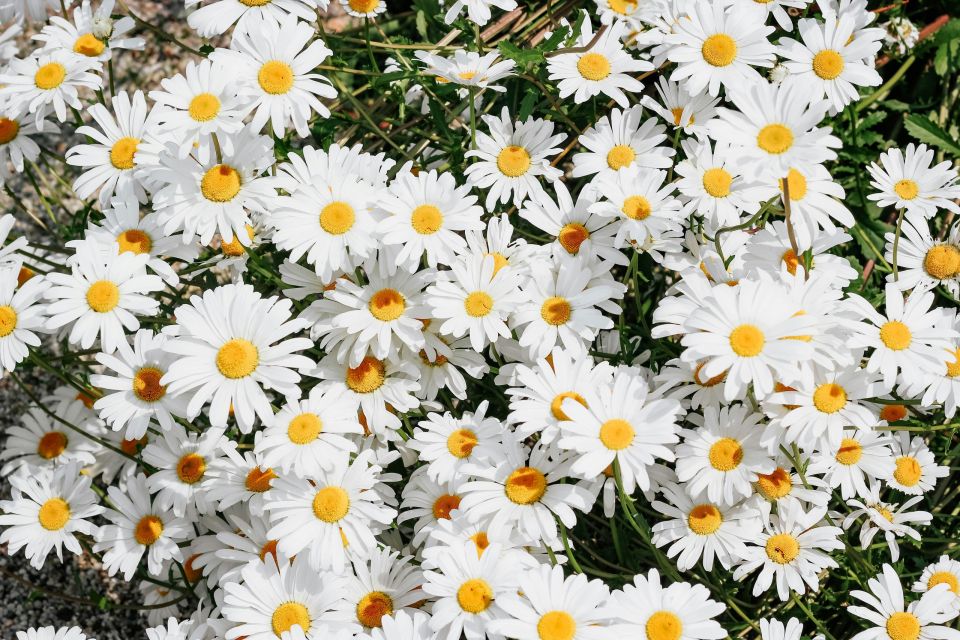 daisy margarita