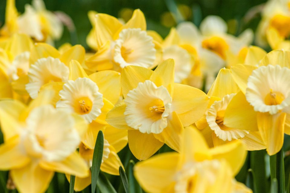 narkisos daffodil