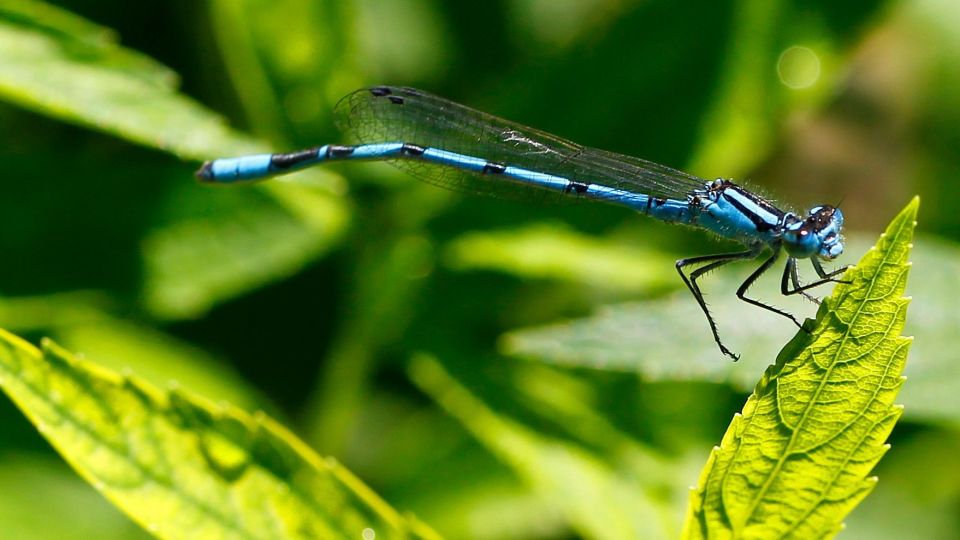  Damselfly, ZYGOPTERA, ZIGOPTERA