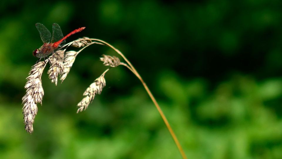  dragonfly , libeloula