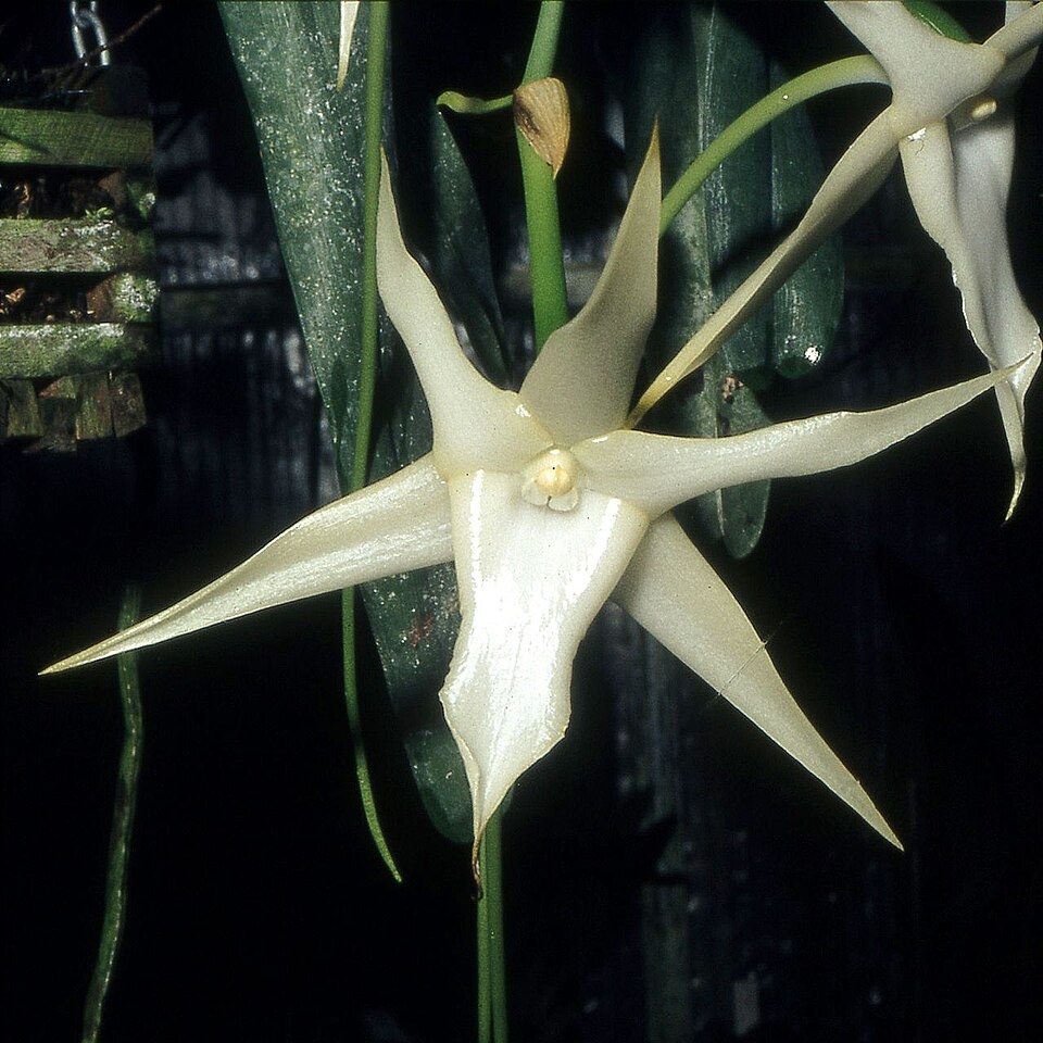madagaskari