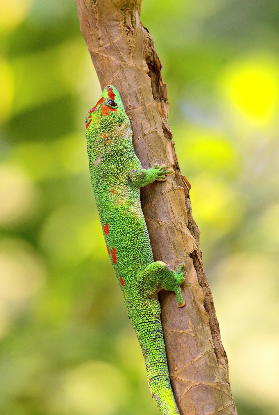 sayra madagaskari
