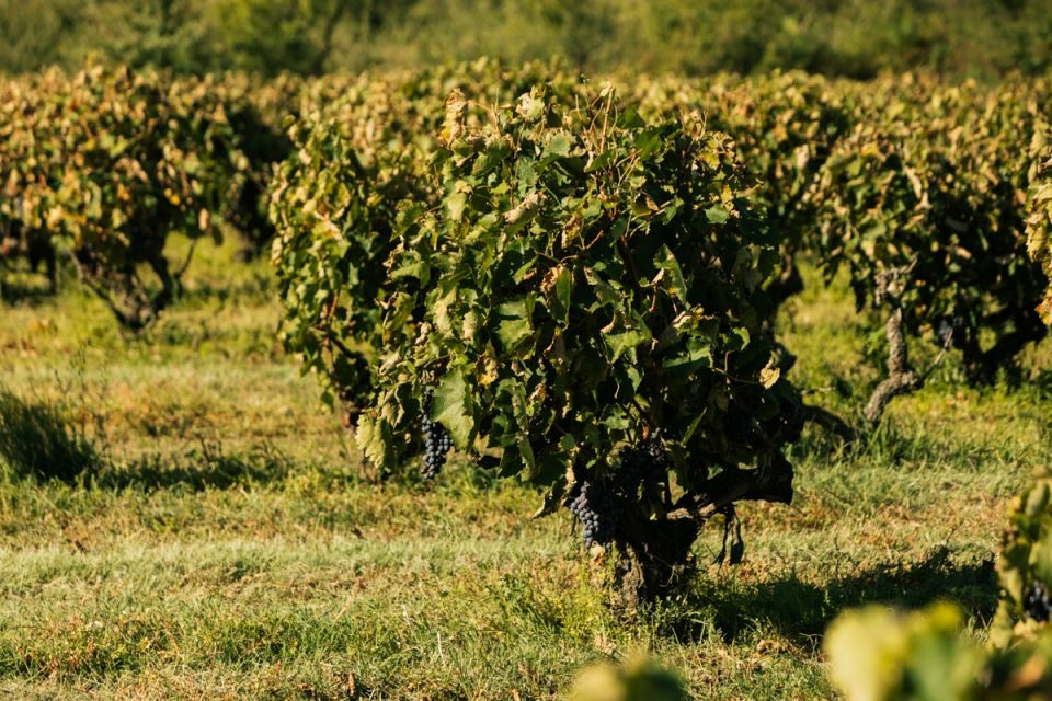 07old-vines.jpg
