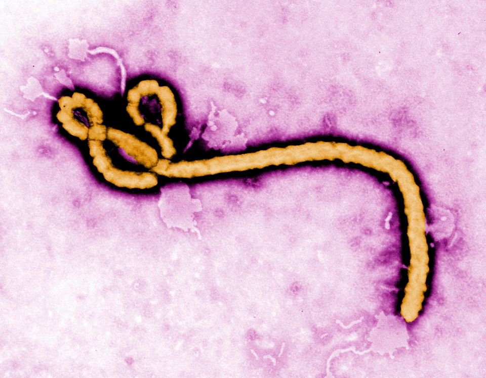 Congo Ebola