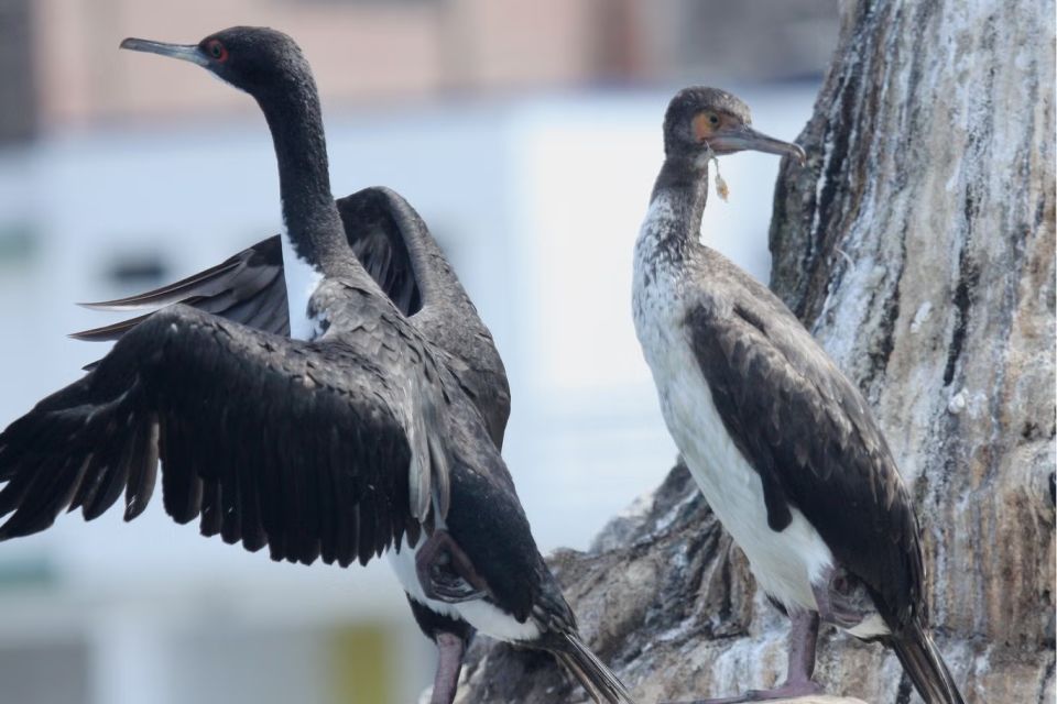 guanaycormorant.jpg