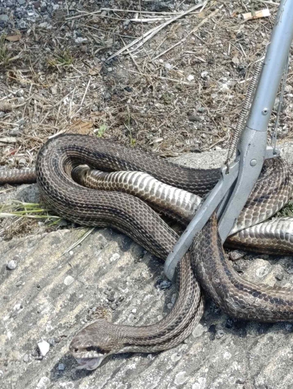 snake phidi